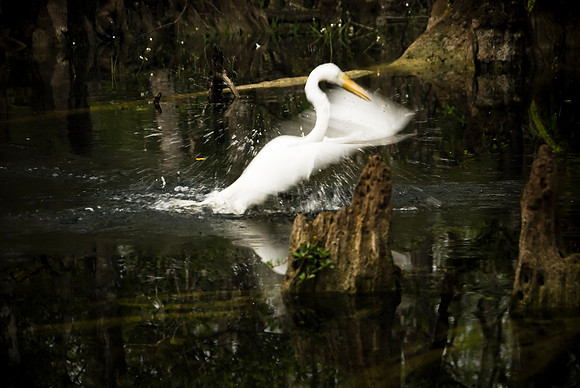 The Landing