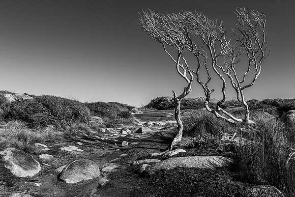 Twister Sisters, Granville Harbour, Tasmania