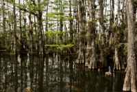 Cypress at Home