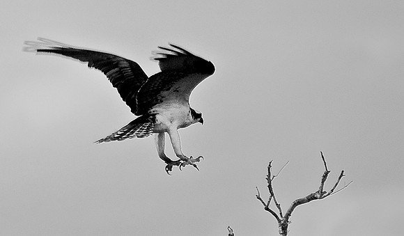 The Landing Gear is Down
