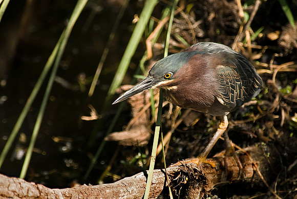 On the Hunt