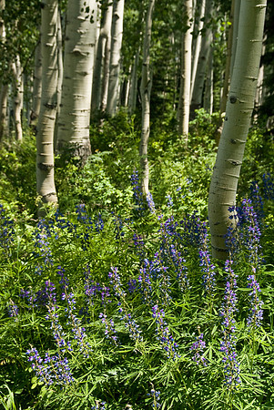 Aspen with Flowers