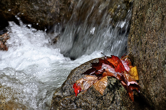 Leaf Fall