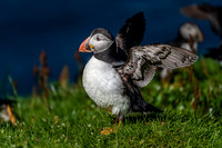 Taking Off, Mykines, Faroe Islands