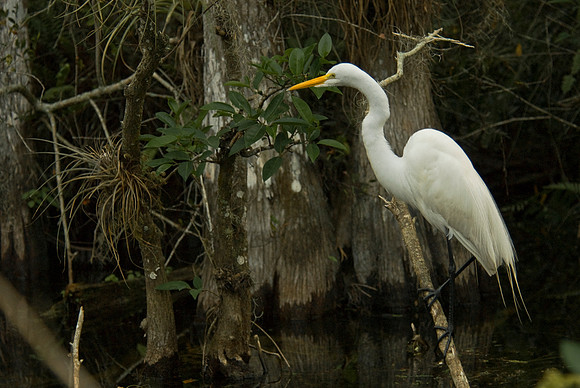 White Heron on Perch