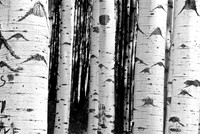 A Piece of Forest