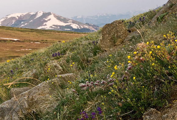 Wildflowers at Sunrise 1