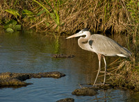 Great Blue Heron