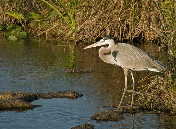 Great Blue Heron