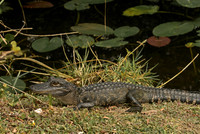 Young Gator