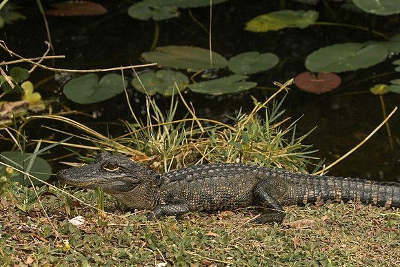 Young Gator