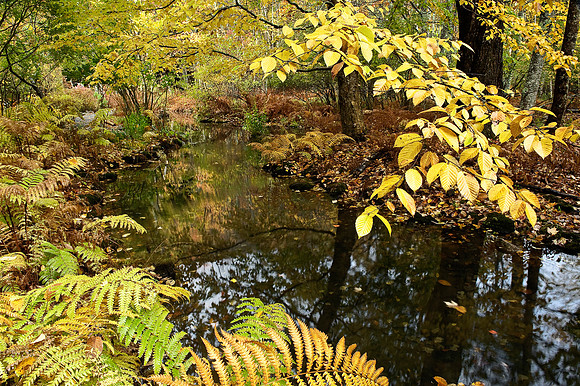 Circle of Foliage