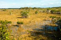 Seasonal Mangrove Swamp