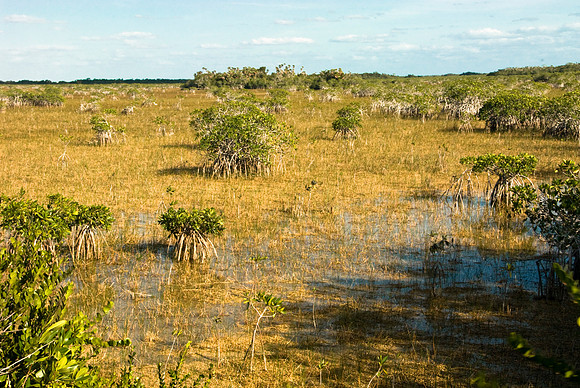 Seasonal Mangrove Swamp