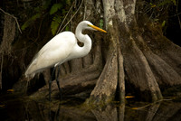 White Heron and Cypress