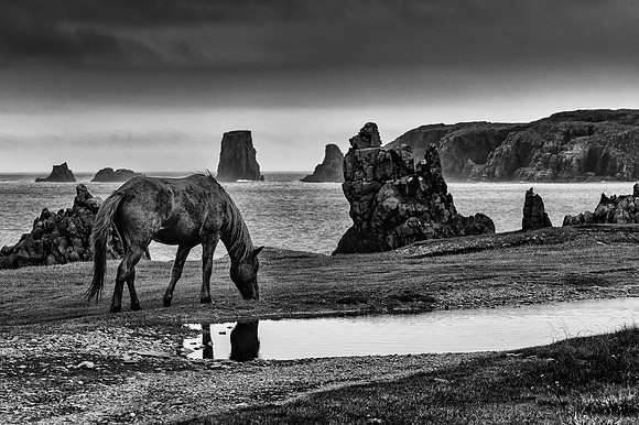 Elliston, Cape Bonavista, Nfld