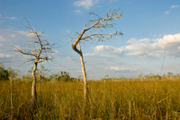 Dwarf Cypress and Prairie Sawgrasses