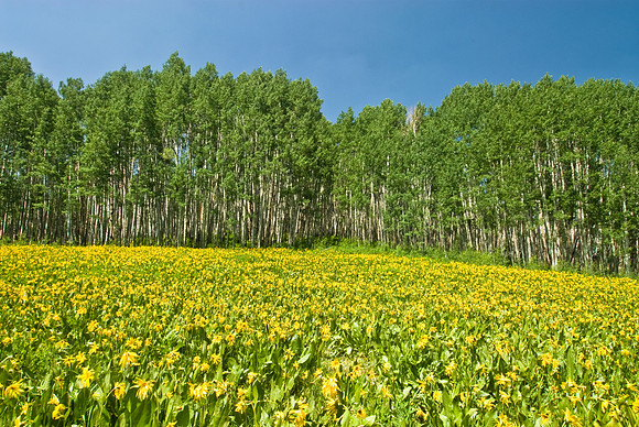 Wildflowers and Aspen