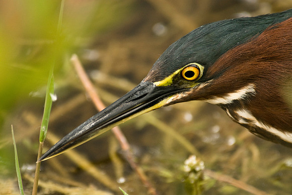 Tri-Colored Heron