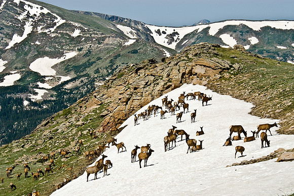 Elk in Snowfield