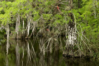 Swamp Serenity