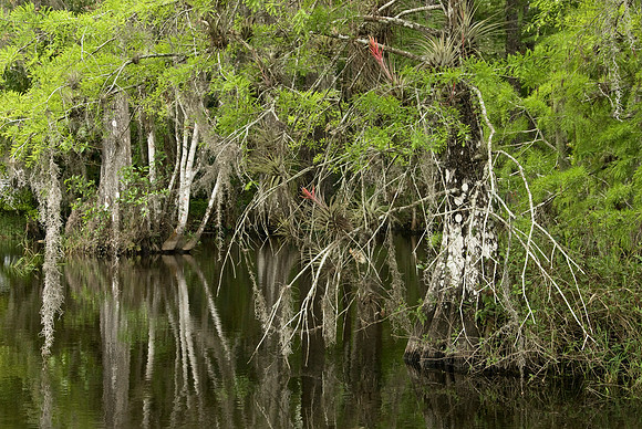 Swamp Serenity
