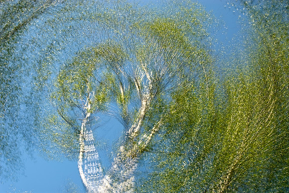 Flying Leaves