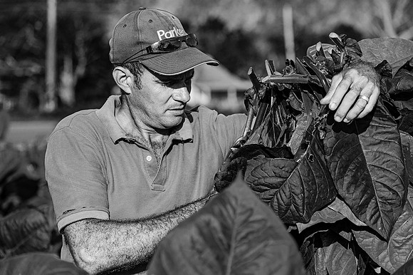 "Tobacco Harvest", Vinales, Cuba