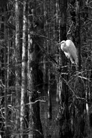 Favorite Perch