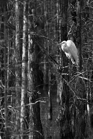 Favorite Perch