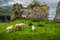 Stromemore, nr. Strathcarron, Scotland