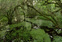 Abundant Growth