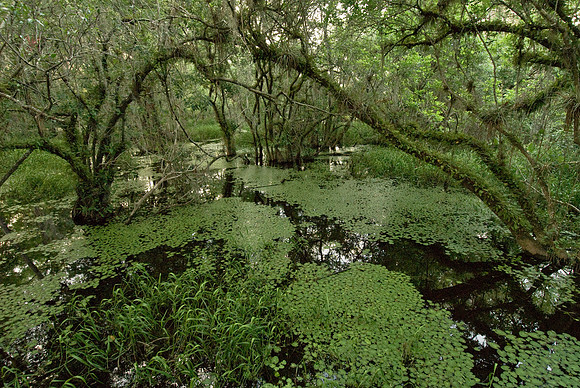 Abundant Growth