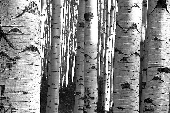 Aspen Trunks