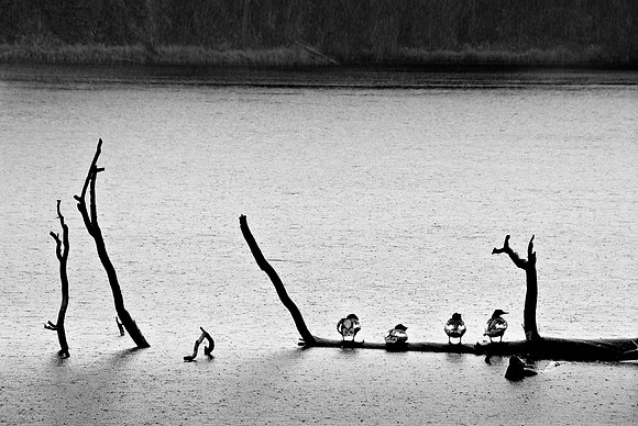 Fine For Ducks