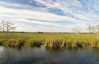 Essence of the Swamp