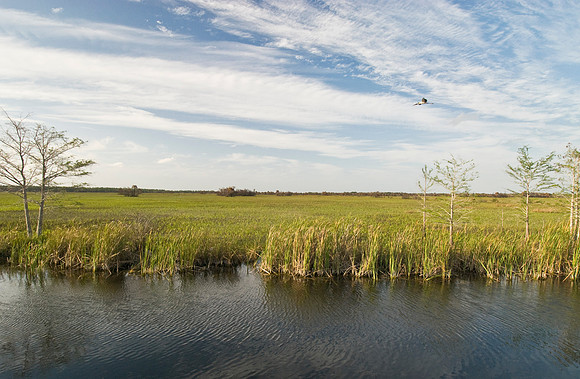 Essence of the Swamp