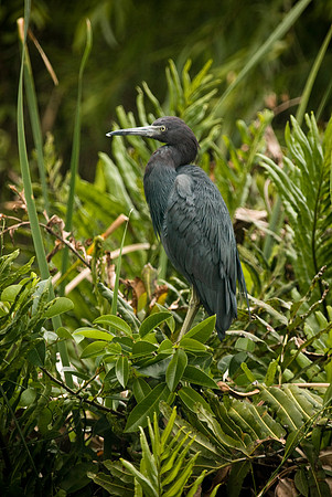 Blue Heron