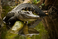 Guarding His Territory
