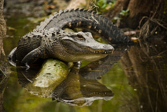 Guarding His Territory