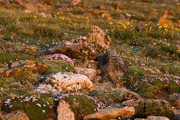 Wildflowers at Sunset 2