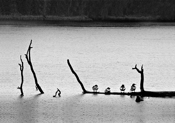 Fine for Ducks